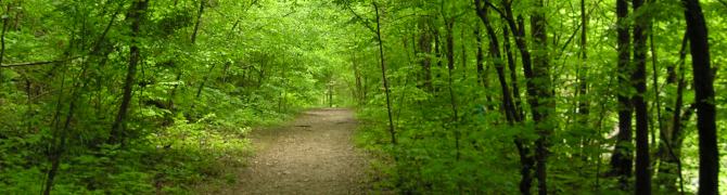 Path in wooded setting