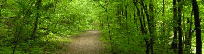 Path in wooded setting